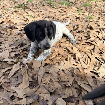 Australian Cattle Dog Blue Heeler and Beagle Dogs Available for Adoption - Billie | PetCurious