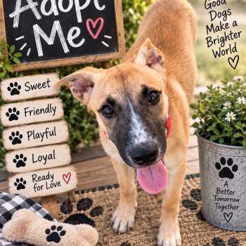 Finley -  Australian Shepherd and Labrador Retriever Dog for Adoption in Austin, Texas - Finley | PetCurious