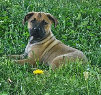 Jules -  Mastiff Dog for Adoption in St. Helens, Oregon - Jules | PetCurious