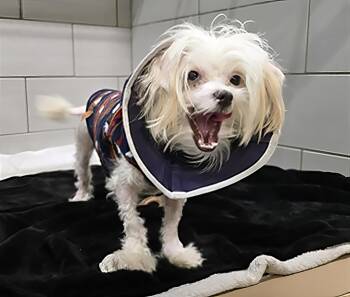 Mochi -  Mixed Breed Dog for Adoption in Nashville, Tennessee - Mochi | PetCurious