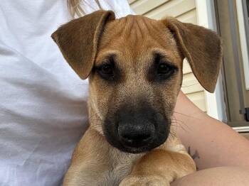 Joose -  Cattle Dog Dog for Adoption in Salt Lake City, Utah - Joose | PetCurious