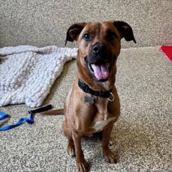 Boxer and Mixed Breed Dogs Available for Adoption in Merriam, Kansas - Moose | PetCurious