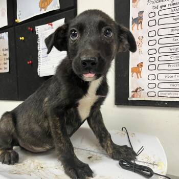 Waffle Fry -  Black Labrador Retriever Dog for Adoption in Parrish, Alabama - Waffle Fry | PetCurious