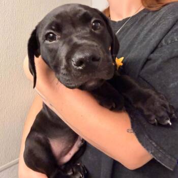 Raydoom -  Mixed Breed Dog for Adoption in Edwardsville, Illinois - Raydoom | PetCurious