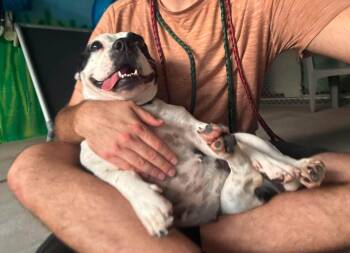 Glitter -  Pit Bull Terrier Dog for Adoption in Phoenix, Arizona - Glitter | PetCurious