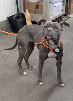 Rescue Terrier Dogs for Adoption - ROSELLE | PetCurious