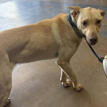 Blondie -  Yellow Labrador Retriever and Mixed Breed Dog for Adoption in Denison, Texas - Blondie | PetCurious