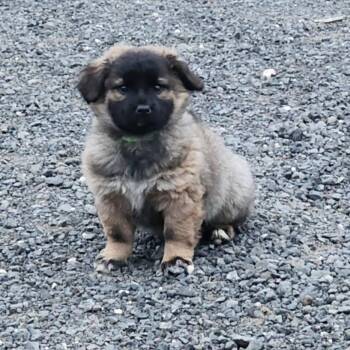 Poodle Dogs Available for Adoption - Ivy | PetCurious