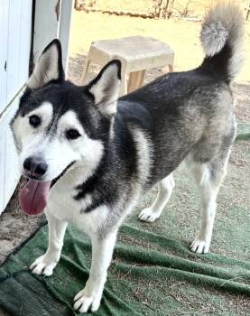 Rescue Siberian Husky and Husky Dogs for Adoption in Manhattan Beach, California - Ranger | PetCurious