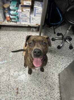 Mixed Breed Dogs Available for Adoption in West Chester, Pennsylvania - Loco | PetCurious