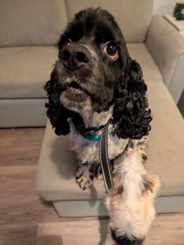Rescue Cocker Spaniel Dogs for Adoption in Grove, Oklahoma - Freckles | PetCurious