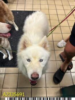 FABIO -  Mixed Breed Dog for Adoption in West Palm Beach, Florida - FABIO | PetCurious