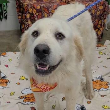 Wildflower -  Great Pyrenees Dog for Adoption in Woolwich, Maine - Wildflower | PetCurious