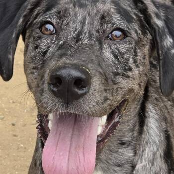 CT Colt -  Catahoula Leopard Dog and Mixed Breed Dog for Adoption in Stormville, New York - CT Colt | PetCurious