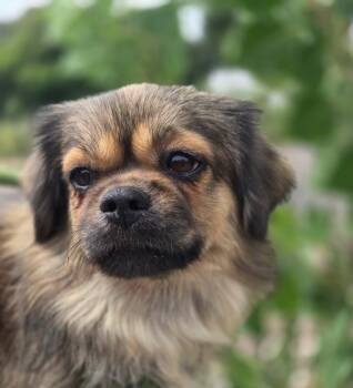 Simba -  Pekingese Dog for Adoption in Canon City, Colorado - Simba | PetCurious