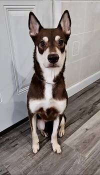 Rescue Husky and Doberman Pinscher Dogs for Adoption in Hoopeston, Illinois - Whisper | PetCurious