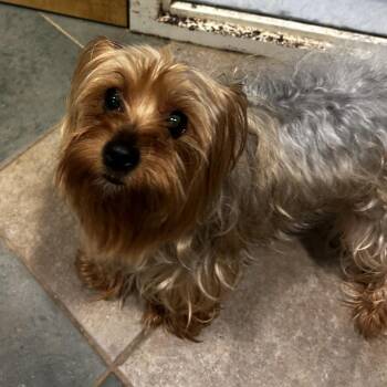 Angie -  Mixed Breed Dog for Adoption in Chattanooga, Tennessee - Angie | PetCurious
