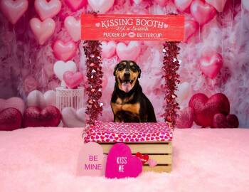 Doberman Pinscher Dogs Available for Adoption - Elijah | PetCurious