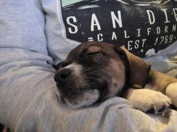 Rockwell (26-145 D) -  Mixed Breed Dog for Adoption in Lansing, Michigan - Rockwell (26-145 D) | PetCurious