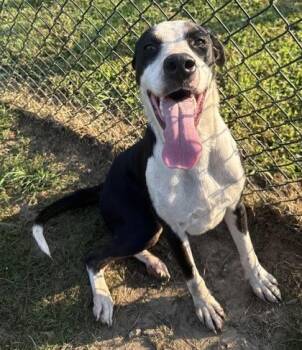Ares -  Great Dane and Mixed Breed Dog for Adoption in Conway, South Carolina - Ares | PetCurious