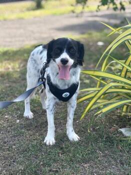 Mateo -  Dalmatian Dog for Adoption in North Reading, Massachusetts - Mateo | PetCurious