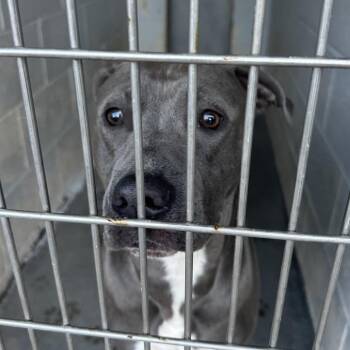 Bubblez -  Pit Bull Terrier Dog Available for Adoption in Summerville, South Carolina - Bubblez | PetCurious
