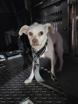 Chihuahua Dogs Available for Adoption in Teterboro, New Jersey - Tulip | PetCurious