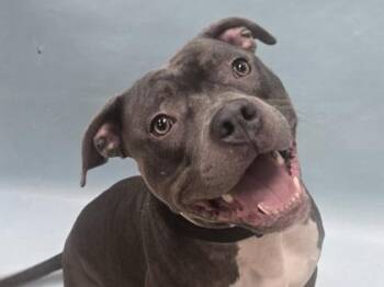Kintaro -  Pit Bull Terrier and Mixed Breed Dog for Adoption in Minneapolis, Minnesota - Kintaro | PetCurious