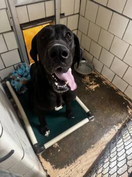 Rescue Black Labrador Retriever and Great Dane Dogs for Adoption in Oswego, Illinois - Foster GREEN BEAN! | PetCurious