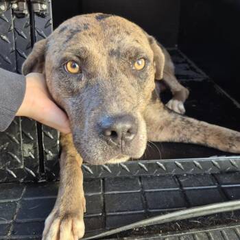 Honeybee -  Catahoula Leopard Dog and Mixed Breed Dog for Adoption in Montgomery, Alabama - Honeybee | PetCurious
