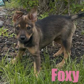 Foxy -  Hound and Mixed Breed Dog for Adoption in Ellicott City, Maryland - Foxy | PetCurious