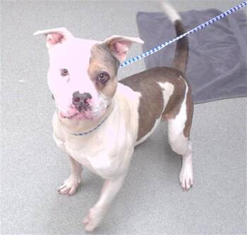 PHOENIX -  American Bulldog and Mixed Breed Dog for Adoption in Omaha, Nebraska - PHOENIX | PetCurious