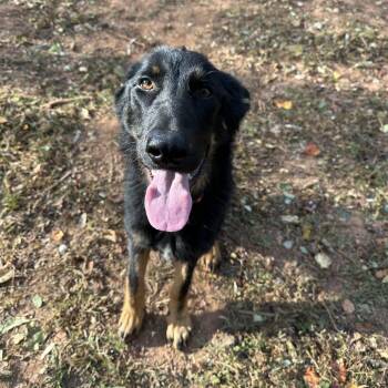 Apollo -  German Shepherd Dog Dog for Adoption in Lynchburg, Virginia - Apollo | PetCurious