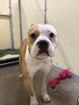 Rescue Pit Bull Terrier and English Bulldog Dogs for Adoption in Sioux City, Iowa - Dozer | PetCurious