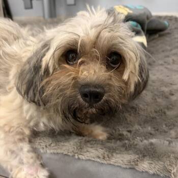 Cortez -  Havanese Dog for Adoption in Rockville, Maryland - Cortez | PetCurious