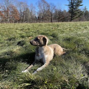 Mixed Breed Dogs Available for Adoption - Gertie | PetCurious