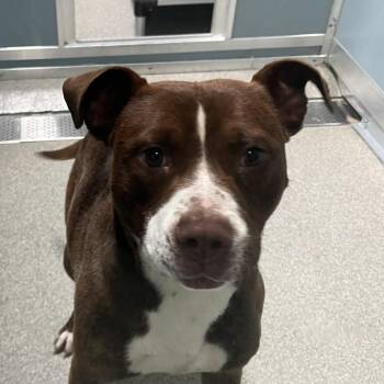 Vagabond -  Pit Bull Terrier Dog for Adoption in Matteson, Illinois - Vagabond | PetCurious