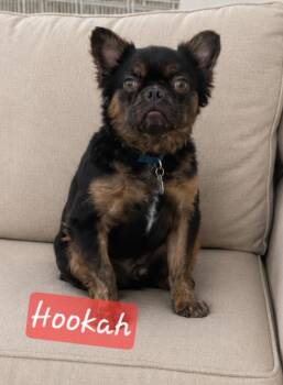 Hookah -  French Bulldog Dog for Adoption in Cochran, Georgia - Hookah | PetCurious
