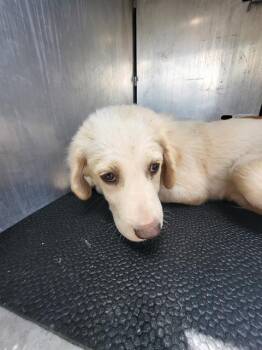 PIEGON -  Great Pyrenees Dog for Adoption in San Antonio, Texas - PIEGON | PetCurious