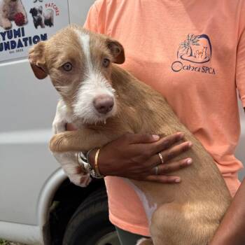 Marceline -  Wirehaired Terrier Dog for Adoption in Wahiawa, Hawaii - Marceline | PetCurious