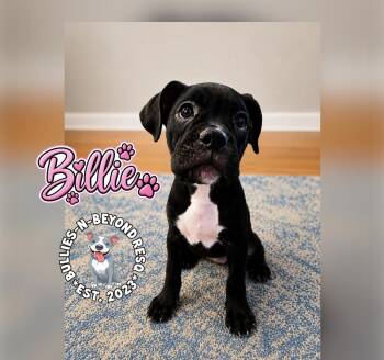 Billie -  Boxer Dog for Adoption in Omaha, Nebraska - Billie | PetCurious