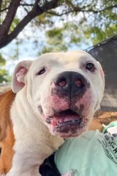 Avis -  Mixed Breed Dog for Adoption in Cincinnati, Ohio - Avis | PetCurious
