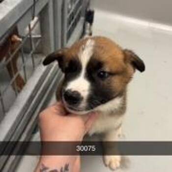 Apollo -  Cattle Dog and Shepherd Dog for Adoption in Chico, California - Apollo | PetCurious
