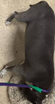 Sadara -  Mixed Breed Dog for Adoption in Cincinnati, Ohio - Sadara | PetCurious