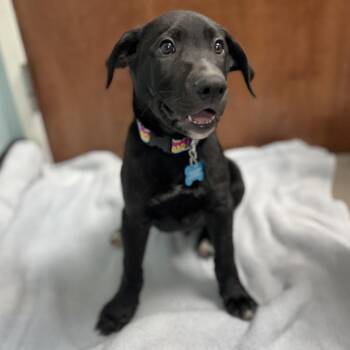 Cosmic Brownie -  Mixed Breed Dog for Adoption in State College, Pennsylvania - Cosmic Brownie | PetCurious