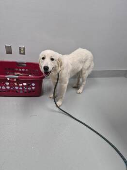 Pen 154 -  Labrador Retriever Dog for Adoption in Lawrenceville, Georgia - Pen 154 | PetCurious