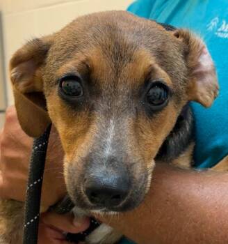 BUFFY -  Terrier Dog for Adoption in Elizabethton, Tennessee - BUFFY | PetCurious