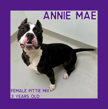 Rescue Pit Bull Terrier Dogs for Adoption in Danville, Indiana - Annie Mae | PetCurious