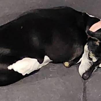 Terrier Dogs Available for Adoption in Tunkhannock, Pennsylvania - Millie | PetCurious