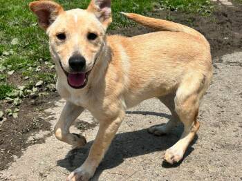 Labrador Retriever Dogs Available for Adoption in Brunswick, Ohio - Smores | PetCurious